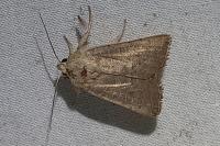 Hoplodrina ambigua