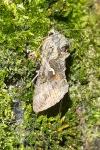 Autographa gamma