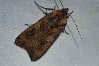 Peridroma saucia