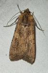 Peridroma saucia