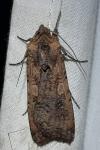 Peridroma saucia