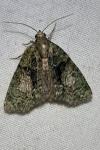 Cryphia algae