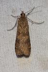 Nomophila noctuella