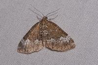 Perizoma alchemillata