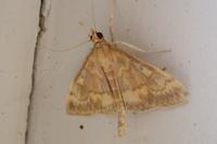 Ostrinia nubilalis