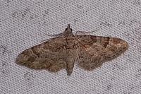 Gymnoscelis rufifasciata