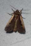 Ochropleura plecta