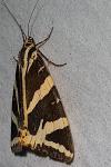 Euplagia quadripunctaria