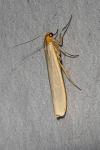 Manulea complana