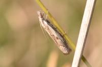 Agriphila geniculea