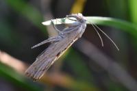 Agriphila geniculea