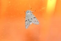 Acronicta leporina