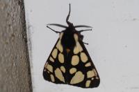 Arctia villica