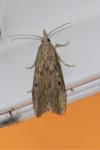 Aphomia sociella