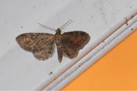 Eupithecia vulgata