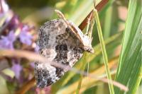 Epirrhoe alternata
