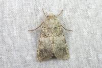 Hadena filograna