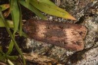 Agrotis ipsilon