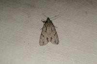 Acronicta psi/tridens