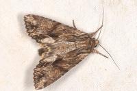 Apamea monoglypha monoglypha