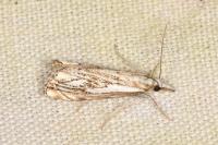Catoptria falsella