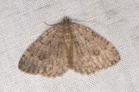 Triphosa tauteli