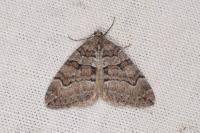 Thera cognata