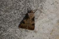 Agrotis puta