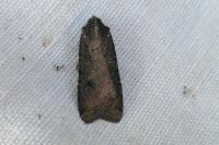 Peridroma saucia