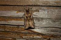 Autographa gamma