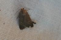 Caradrina flavirena