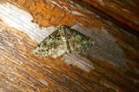 Cleorodes lichenaria