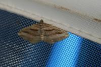 Costaconvexa polygrammata