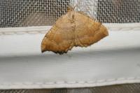 Camptogramma bilineata