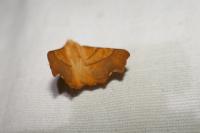 Ennomos fuscantaria