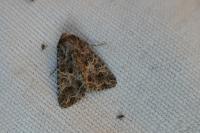 Hadena bicruris