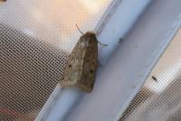 Helicoverpa armigera