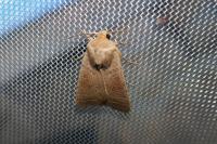 Hoplodrina ambigua/blanda