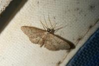 Idaea seriata
