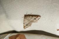 Macaria alternata