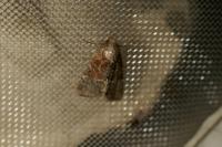 Mesoligia furuncula