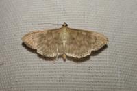 Patania ruralis