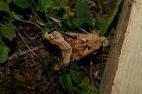 Phlogophora meticulosa