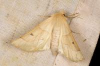 Crocallis elinguaria