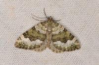 Colostygia olivata