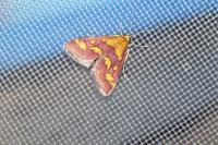 Pyrausta purpuralis