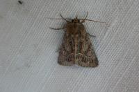 Thalpophila matura