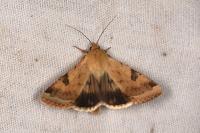 Heliothis peltigera