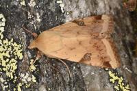 Heliothis peltigera
