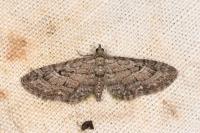 Eupithecia pusillata